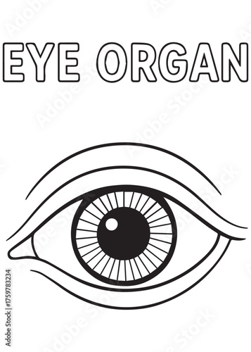 coloring book realistic eye organ illustration