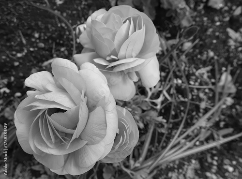 monochrome image of two delicate blooming ranunculuses