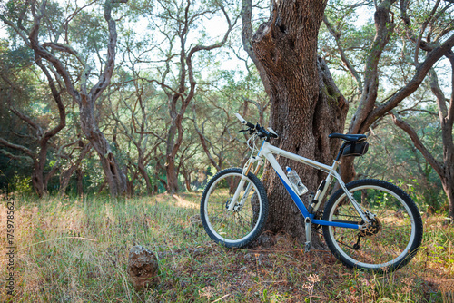 Mountain bike in an olive grove, against a tree; copy space