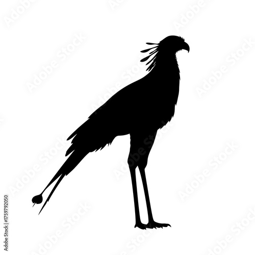 Silhouette of a secretary bird standing tall