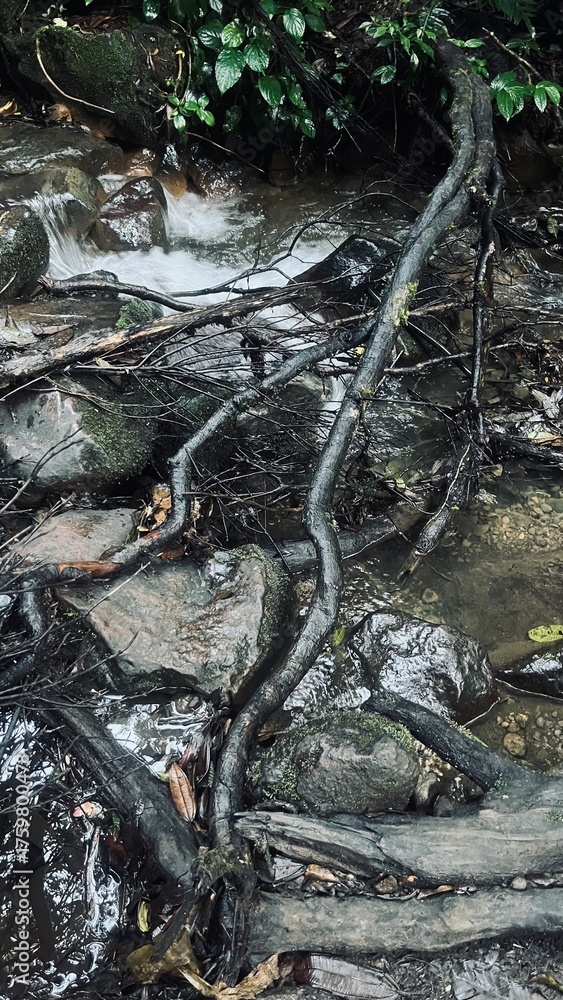 Obraz premium river in the forest