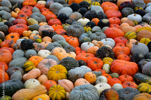 Ludwigsburg, Germany - September 17, 2025: All sorts, colors and shapes at the traditional Pumpkin Festival