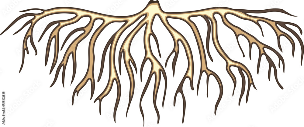 Fototapeta premium Root isolated on white background 