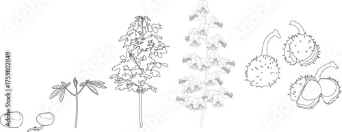 Coloring page with life cycle of horse chestnut tree (Aesculus hippocastanum). Growth stages from seed to tree and ripe horse chestnut fruit isolated on white background	