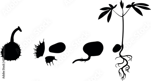 Black silhouette of stages of horse chestnut (Aesculus hippocastanum) fruit germination isolated on white background. Growth stages from seed to sprout