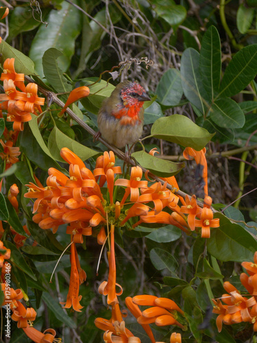 Fody bird of Mauritius in winter plumage perching on orange trumpet vine flowers