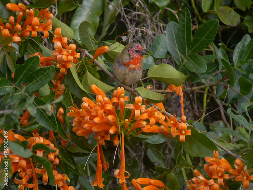 Fody bird of Mauritius in winter plumage perching on orange trumpet vine flowers