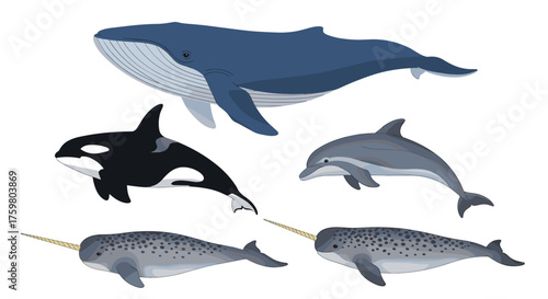 Marine Mammals Illustration: Whales, Orca, Dolphin, Narwhals Swimming in Ocean, Representing Aquatic Biodiversity & Conservation Efforts for Marine Ecosystems, Educational Resources, Children's Illust