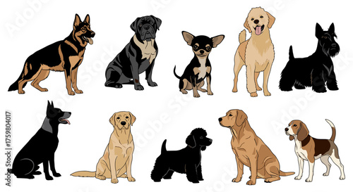 Diverse Dog Breeds Illustration: A Comprehensive Collection Showcasing Various Canine Types for Pet Lovers, Veterinarians, Breeders, and Animal Enthusiasts, Perfect for Educational, Decorative, and Co