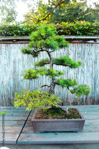 Miniature bonsai tree in a garden exhibition in Ludwigsburg, Germany