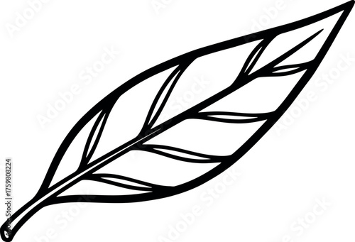 Simple hand drawn outline of a single elongated leaf