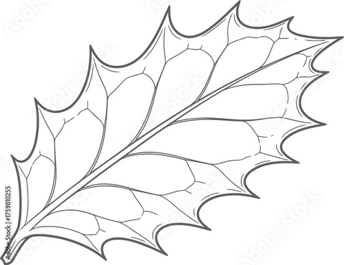 Detailed sketch of a single spiky holly leaf with veins