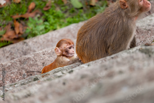 Canvas Print Baby monkey follows mother on stone steps of Pashupatinath Temple