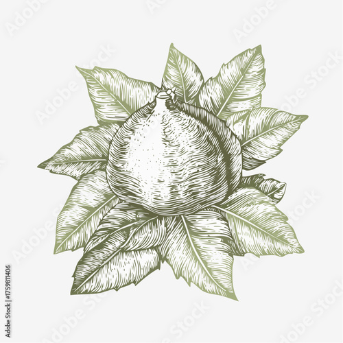 Hand drawn fig fruit with leaves botanical illustration
