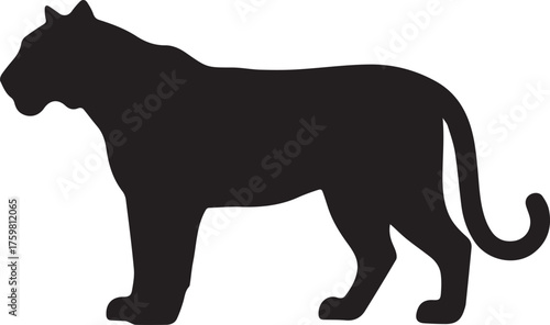 Set of big tigers. Collection of portraits of predatory wild cats. Set of wildlife and fauna dwellers. Vector illustration on a white background