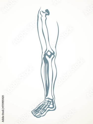 Vector drawing. Bones of the leg