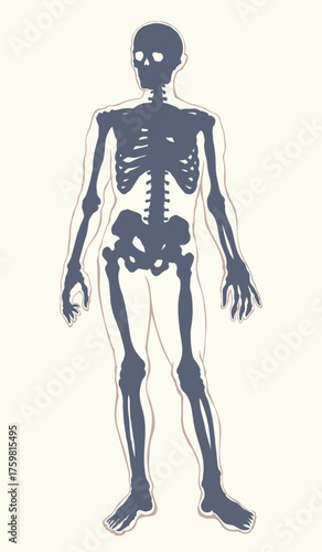 Human skeleton. Vector schematic drawing