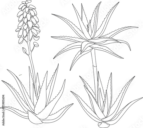 Aloe Vera Plant Collection Vector: Hand Drawn Line Art Set with Flower Stalk
