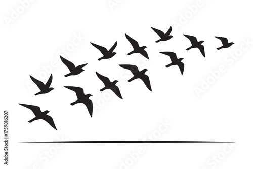 birds flying on a white background