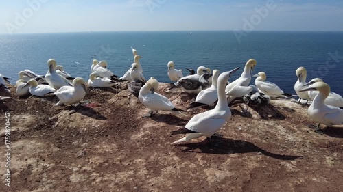brütende Blasstölpel, eng aneinander versammelt auf Helgoland