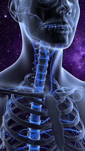 Medical Visualization of Blue Veins and Skeletal Structure Around Neck Area with Dark Nebula Background for Health Awareness and Anatomical Study Showcase Deep Vein System Design