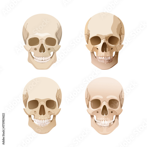 Four different human skulls with varying anatomical features, depicted in a cartoon style on a white background.