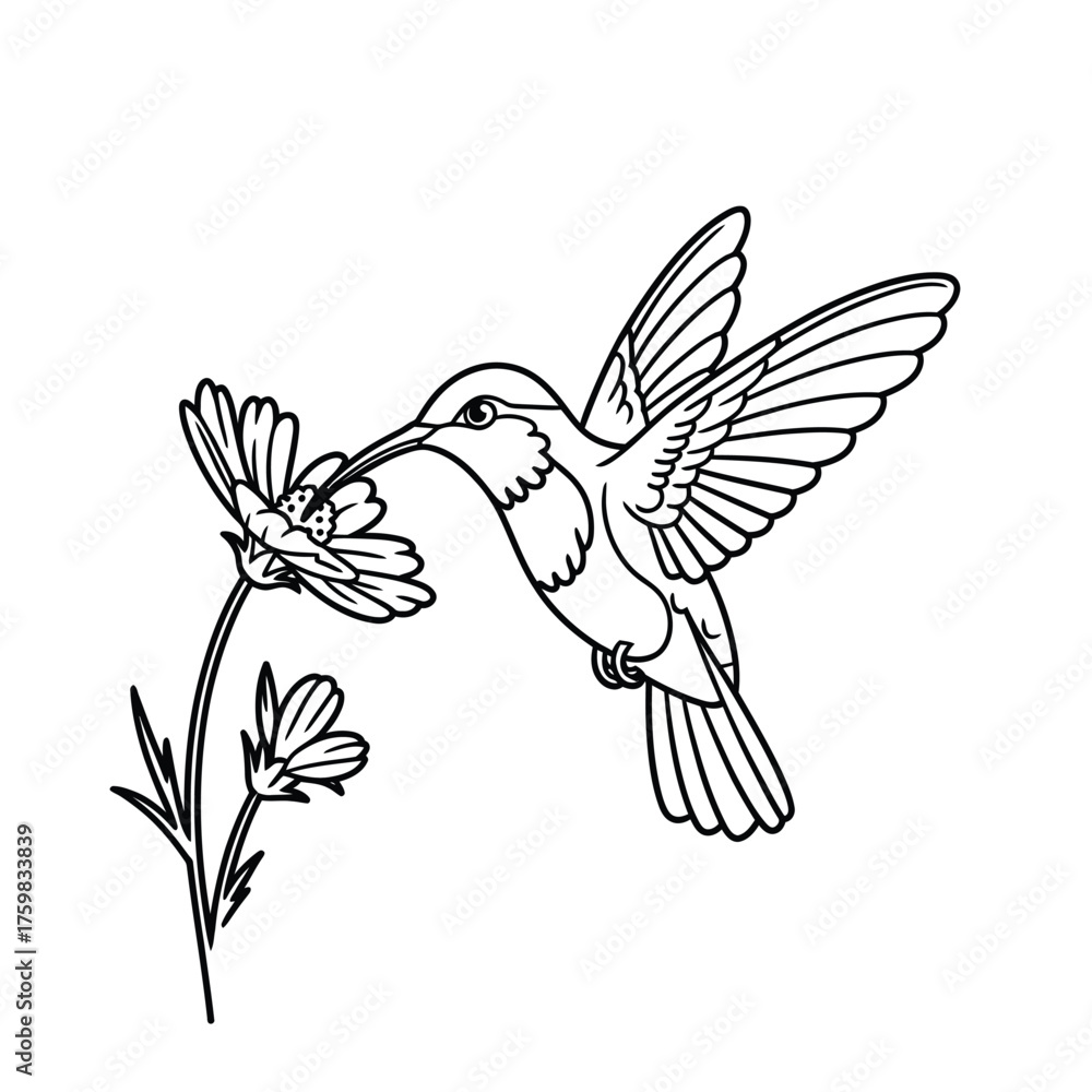 Obraz premium Hummingbird feeding on a flower line art illustration