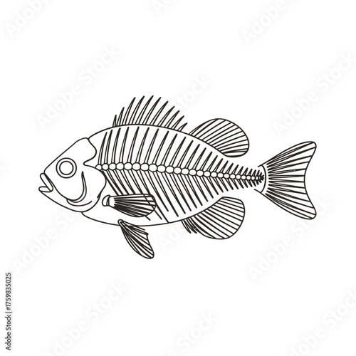Detailed hand drawn sketch of a fish skeleton on a white background