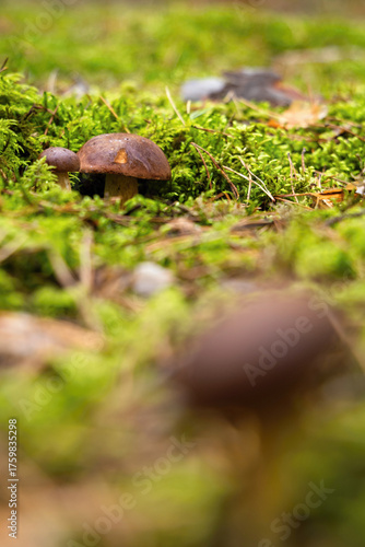 Brown boletus mushrooms growing in autumn moss forest colorful foliage soft bokeh background