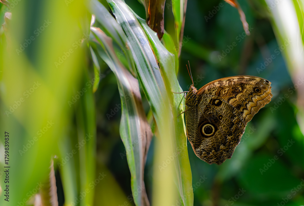 Fototapeta premium papillon