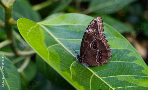 papillon