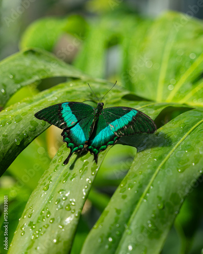 papillon