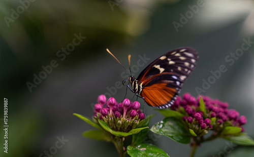 papillon