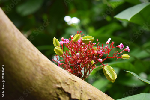 Tropical pink and green flower blooming on tree branch