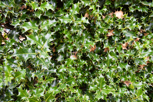 Close-up of green holly leaves with sharp edges