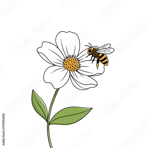 A small bee collects nectar from the center of a white flower with green leaves on a stem.