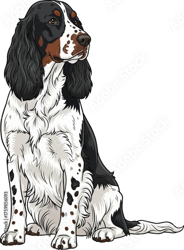 English Springer Spaniel dog sitting attentive vector illustration