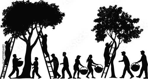 Silhouette, fruit harvesting, teamwork, agriculture, labor, orchard workers, black and white, baskets, ladders, trees, child, adult, farming, seasonal work, rural life, picking fruit