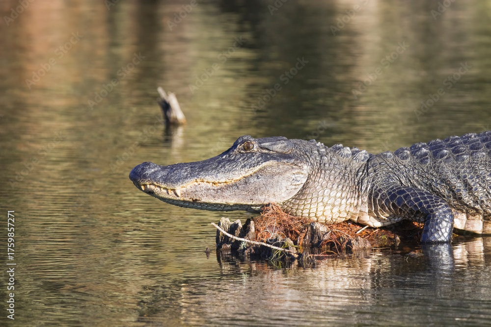 Obraz premium Alligator in Louisiana bayou at Golden hour basking in the sun side profile showing detail of head eye and teeth