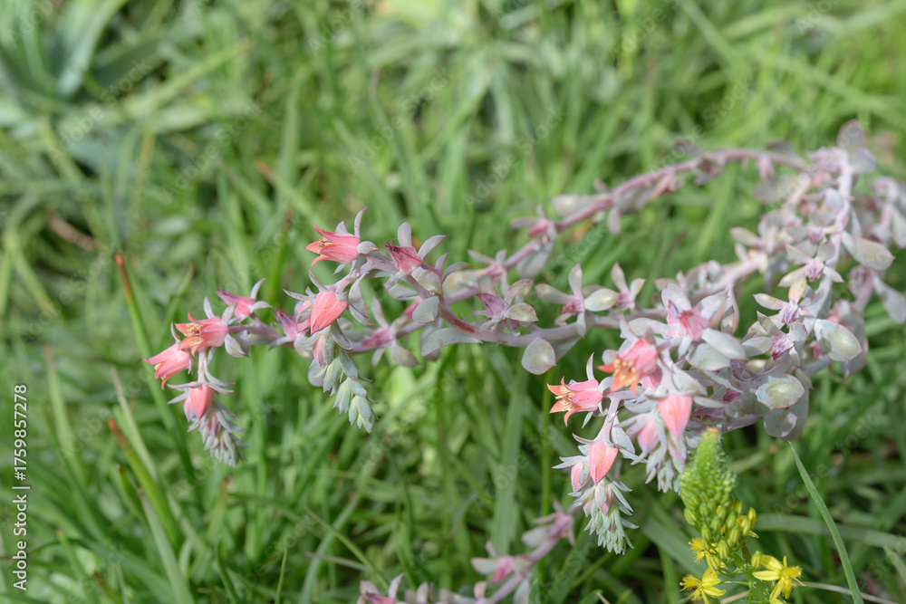 Fototapeta premium blooming Echeveria succulent
