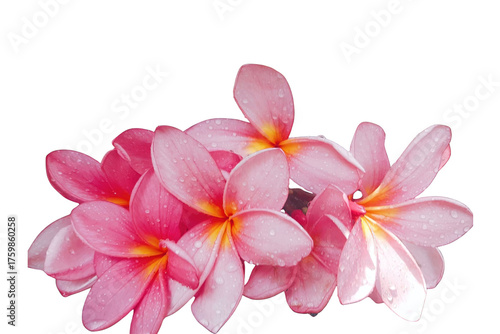 Vibrant pink frangipani with dew drops – tropical flower PNG isolated