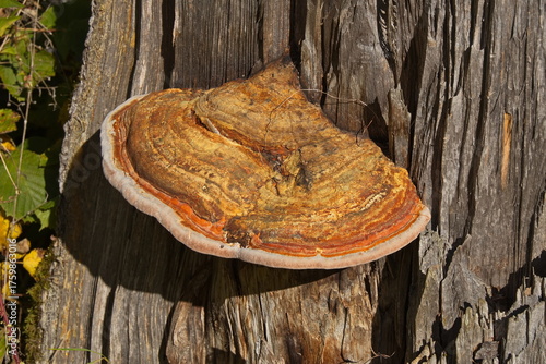 Bracket fungus on a tree in Bohemian Forest in Czech republic,Europe

