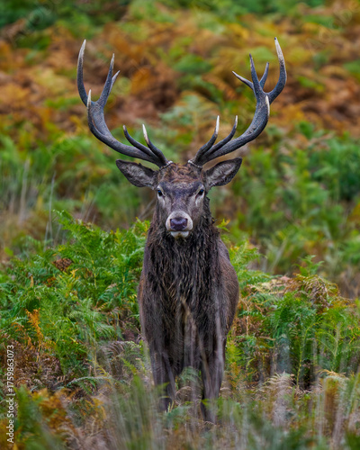 Red deer portrait