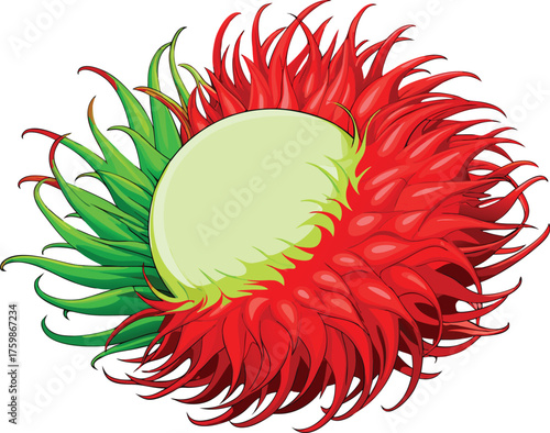 Vector art of exotic rambutan fruit with spiky red and green rind