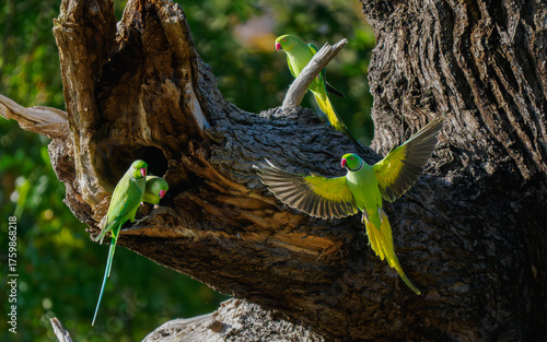 Kramer Parakeets