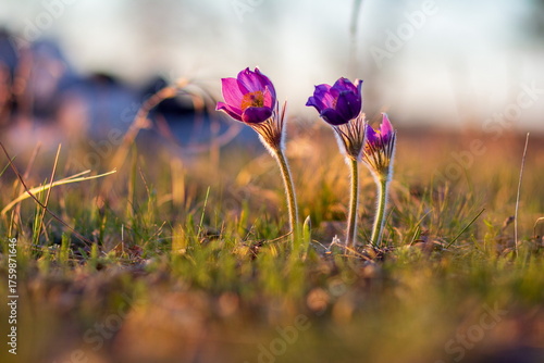 The first spring flowers, lilac crocuses, against a blue sky