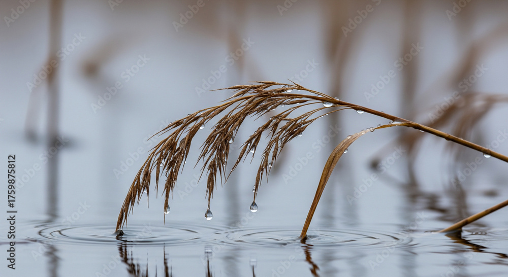 Obraz premium Raindrops on Reeds_Close-up macro of slender reeds with raindrops clinging and tiny ripples below. World Wetlands Day