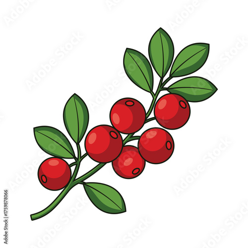 Cranberry Branch Vector Illustration - Cartoon Red Berries Icon