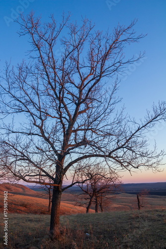Landscape of bare trees at sunset, early spring