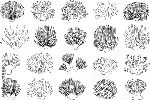 Variety of Hand Drawn Seaweed and Coral Silhouettes Marine Algae and Aquatic Plants on White Background
